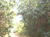 IMG00012.jpg (323962 bytes)