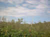 IMG00013.jpg (278450 bytes)