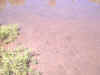 IMG00017.jpg (279738 bytes)